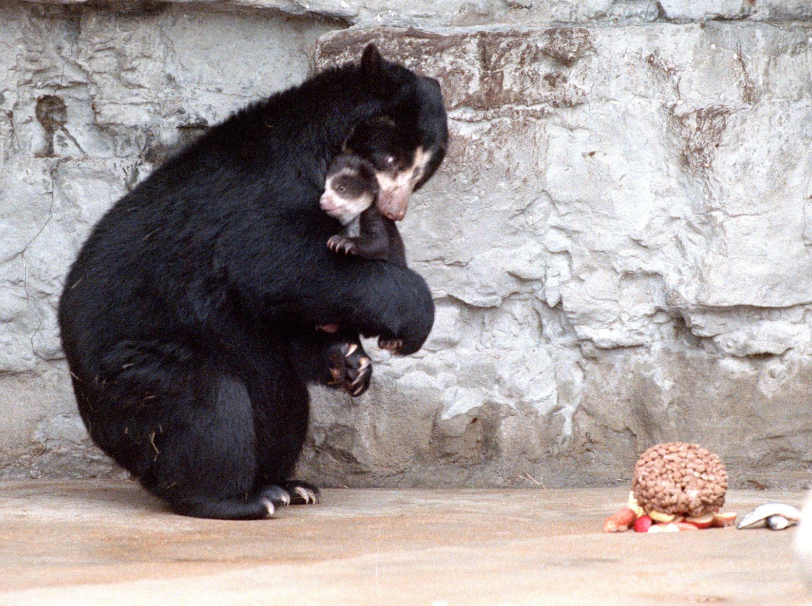 Bears at the St. Louis Zoo in 1990